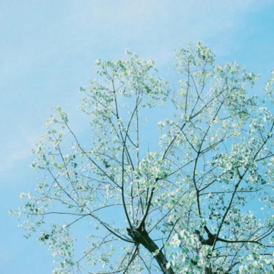 ΢��ͷ��羰����      ϫȾ��ĭ