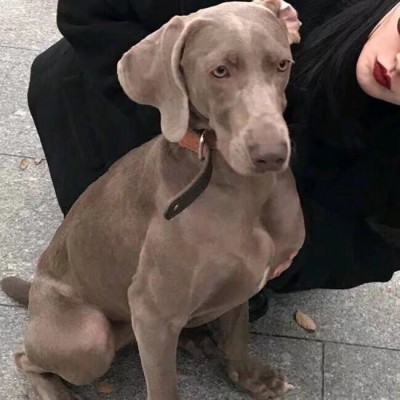 ľһ�����ͷ#