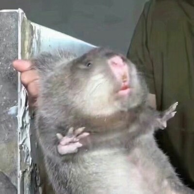 �����Цͷ��