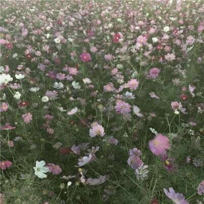 ������΢��Ψ���羰ͷ��/   ������չ������