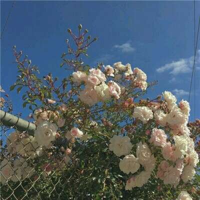 ������΢��Ψ���羰ͷ��/   ������չ������