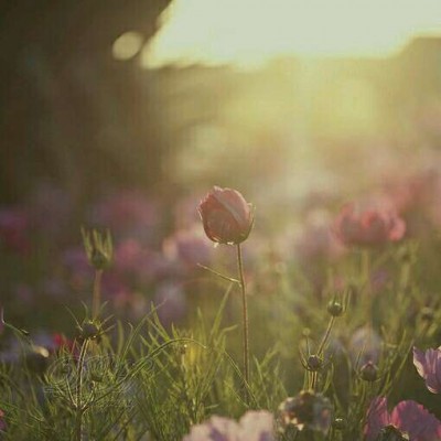 ������΢��Ψ���羰ͷ��/   ������չ������