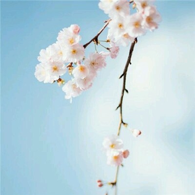 ������΢��Ψ���羰ͷ��/   ������չ������