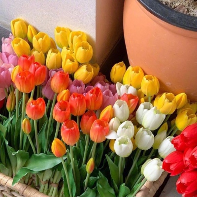 | ����ϵ���� |