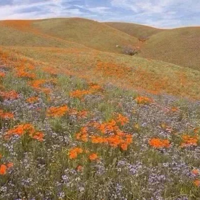 ����������ͼ/Ψ���ÿ�/