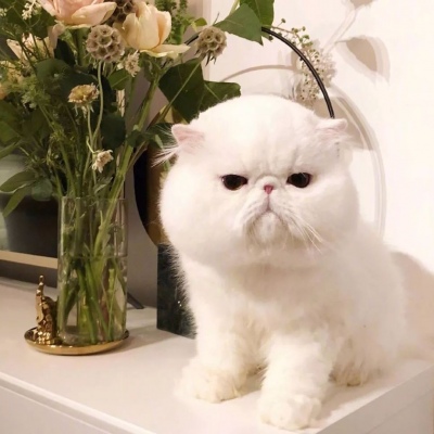 ���鲻�ã���һ����Ѫ