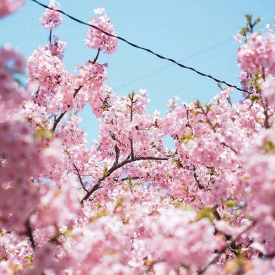 ĭ��/����/ӣ����/�ƻ�/���ֵĺ�