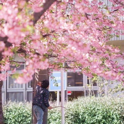 ĭ��/����/ӣ����/�ƻ�/���ֵĺ�