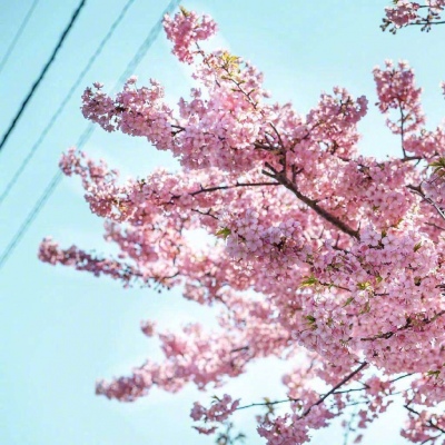 ĭ��/����/ӣ����/�ƻ�/���ֵĺ�