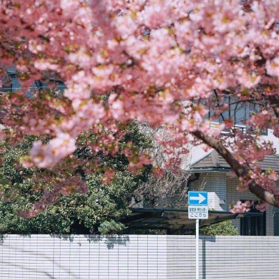 ĭ��/����/ӣ����/�ƻ�/���ֵĺ�