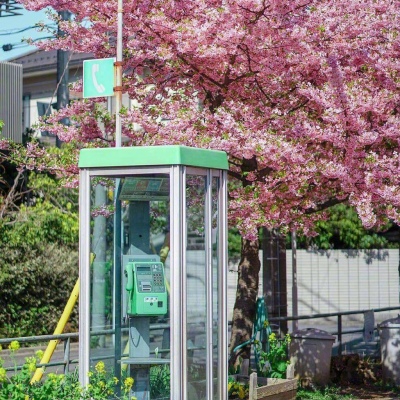 ĭ��/����/ӣ����/�ƻ�/���ֵĺ�