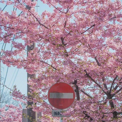 ĭ��/����/ӣ����/�ƻ�/���ֵĺ�