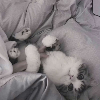 ����/һĭ?����ҹɫ����//�ڰ���ͼ