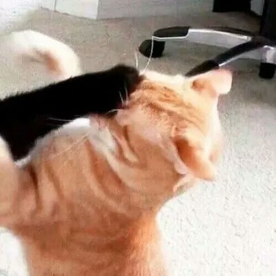 Ƥ:ϲ����ѽ����һ�����ǣ���ü���𵽽ż⡣�۰��ۣ�