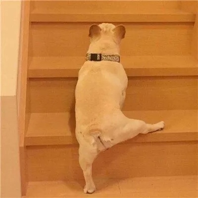 Ƥ:ϲ����ѽ����һ�����ǣ���ü���𵽽ż⡣�۰��ۣ�