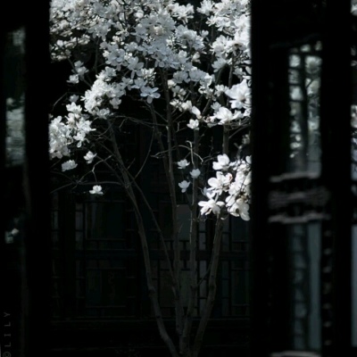 ��֮�ϡ�ڰ׹�Ӱ