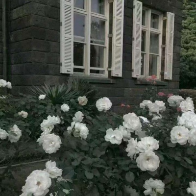 ��֮�ϡ�ڰ׹�Ӱ