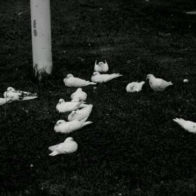 ��֮�ϡ�ڰ׹�Ӱ