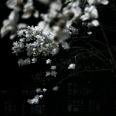 ��֮�ϡ�ڰ׹�Ӱ