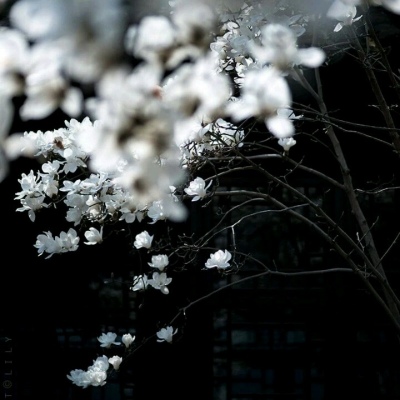 ��֮�ϡ�ڰ׹�Ӱ