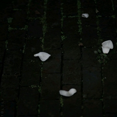 ��֮�ϡ�ڰ׹�Ӱ