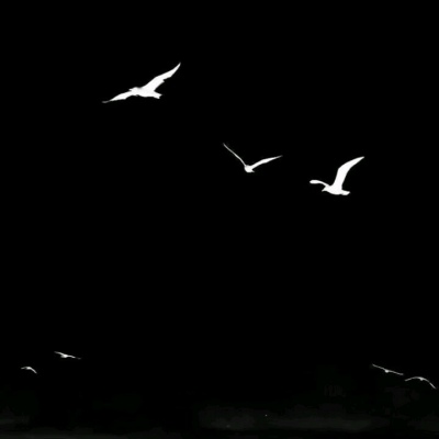 ��֮�ϡ�ڰ׹�Ӱ