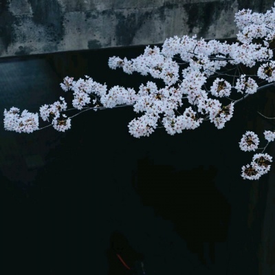 ��֮�ϡ�ڰ׹�Ӱ