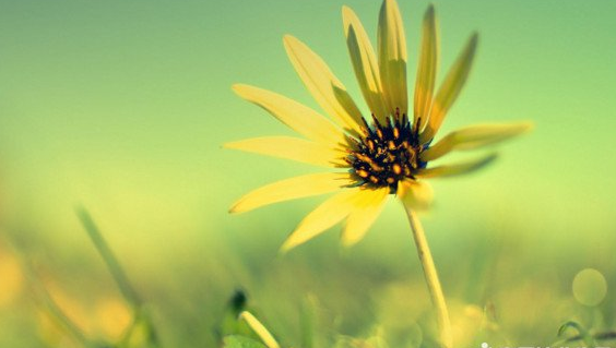 ����ľ�ɫɢ��