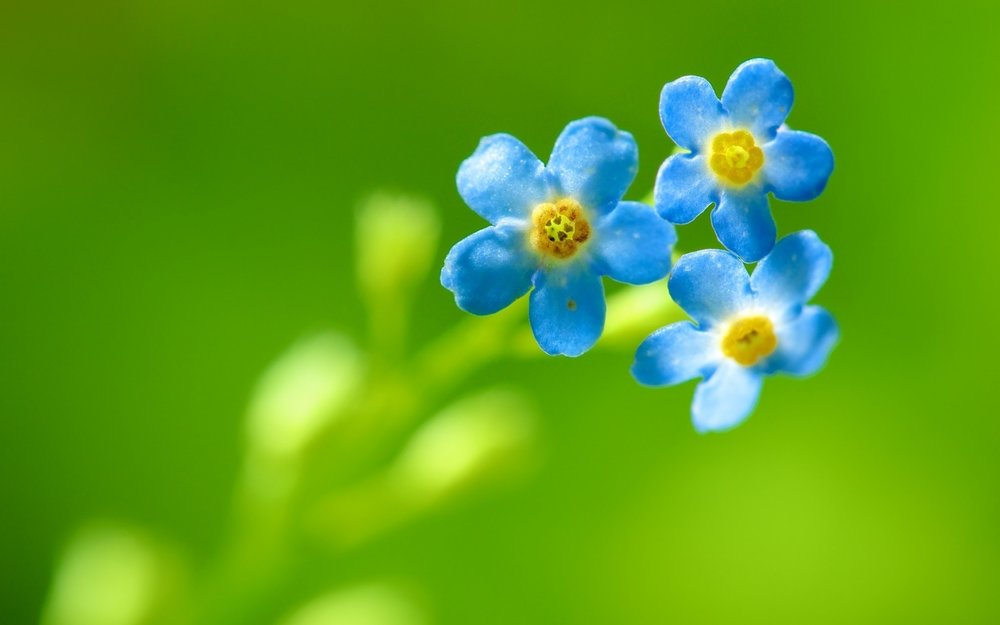 ����ɢ������