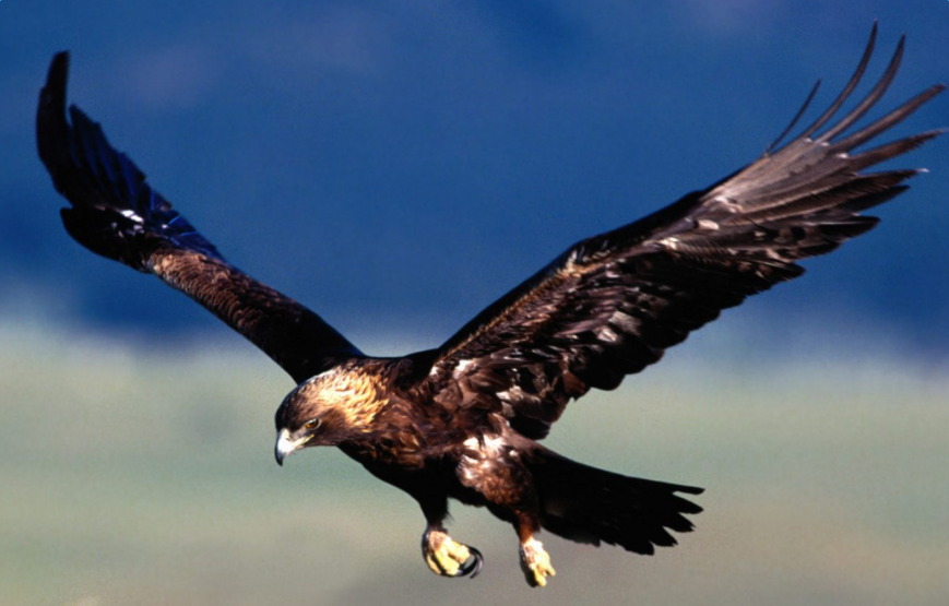 关于鹰的故事