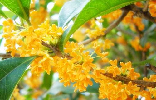 �𻨵�����ɢ��