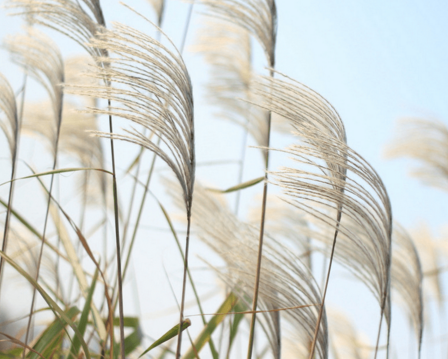 ��־�������ִ�ʫ������