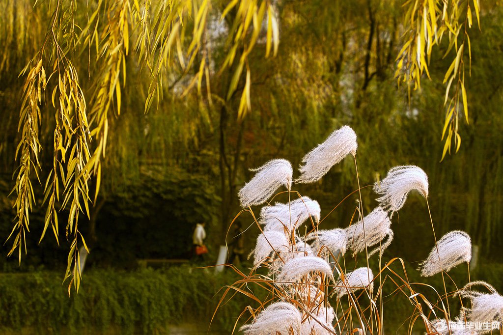 д�����ʫ������Щ