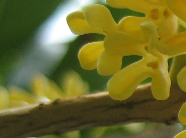 д�𻨵�ɢ��