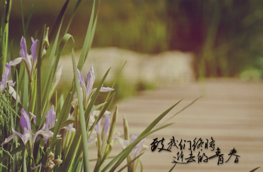 青春励志经典散文