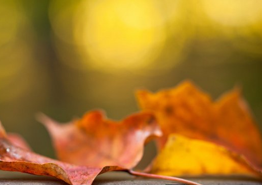 ��������Ĺ���