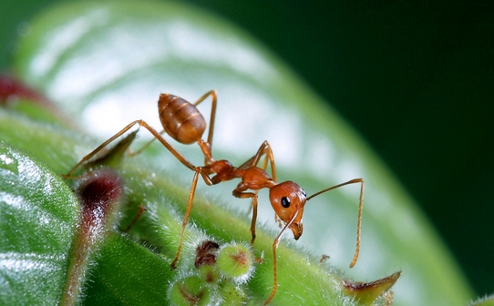 有关于蚂蚁的观察日记