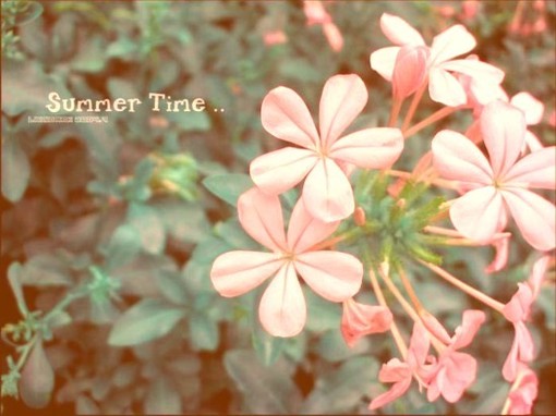 �й����¸ҵ�С����