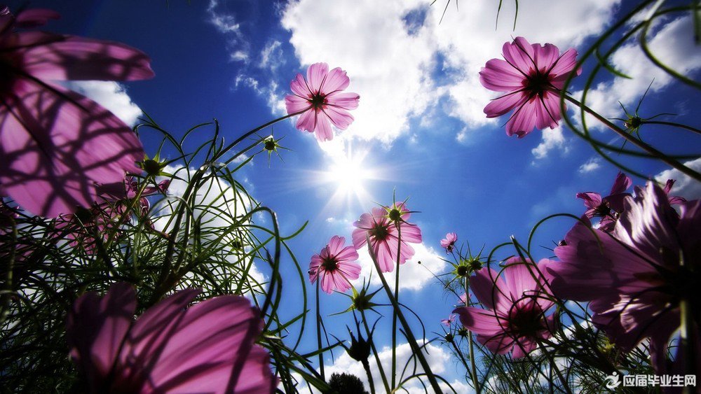 �Ҹ���Ӣ��ʫ��