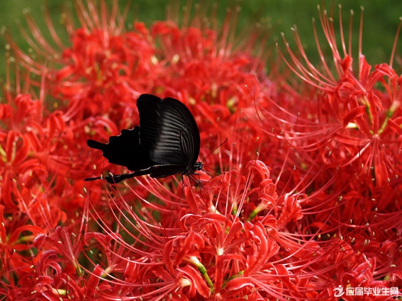 �˰���������ʲô