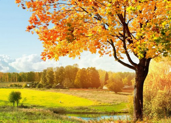 诗歌常见的修辞手法