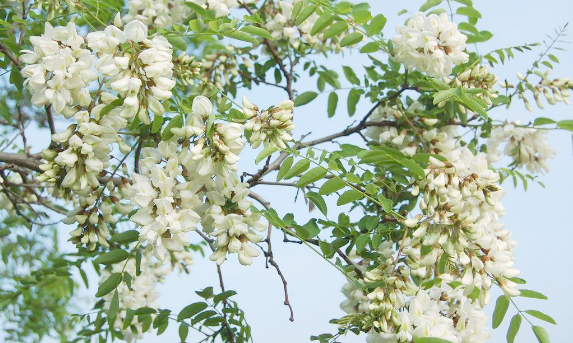 д������ɢ�Ļ��