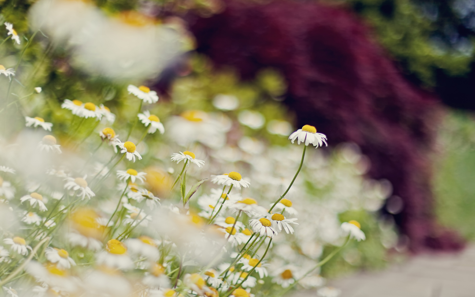 �����ķ������ʲô