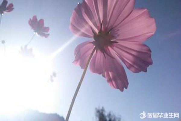 ΢�Ÿ�Ц�ĸ���ǩ��