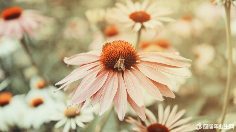 朱自清散文集句子赏析 朱自清散文集句子