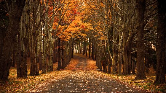 ��д���쾰ɫʫ��