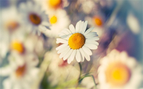 唯美说说心情短语