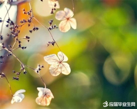 关于校园点滴散文