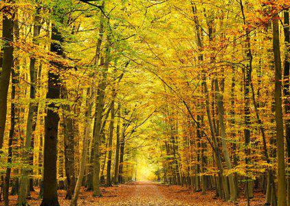 �������켾�ڵ��ִ�ʫ��