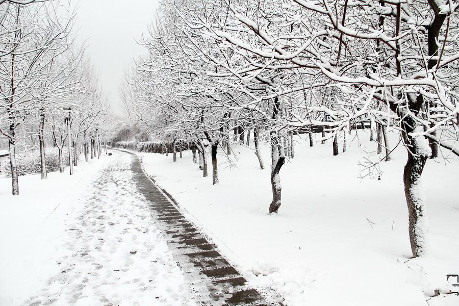 ϯĽ��ɢ�ġ��¶�������